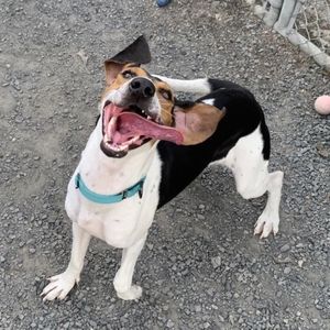 Meet your Posher, Ivy